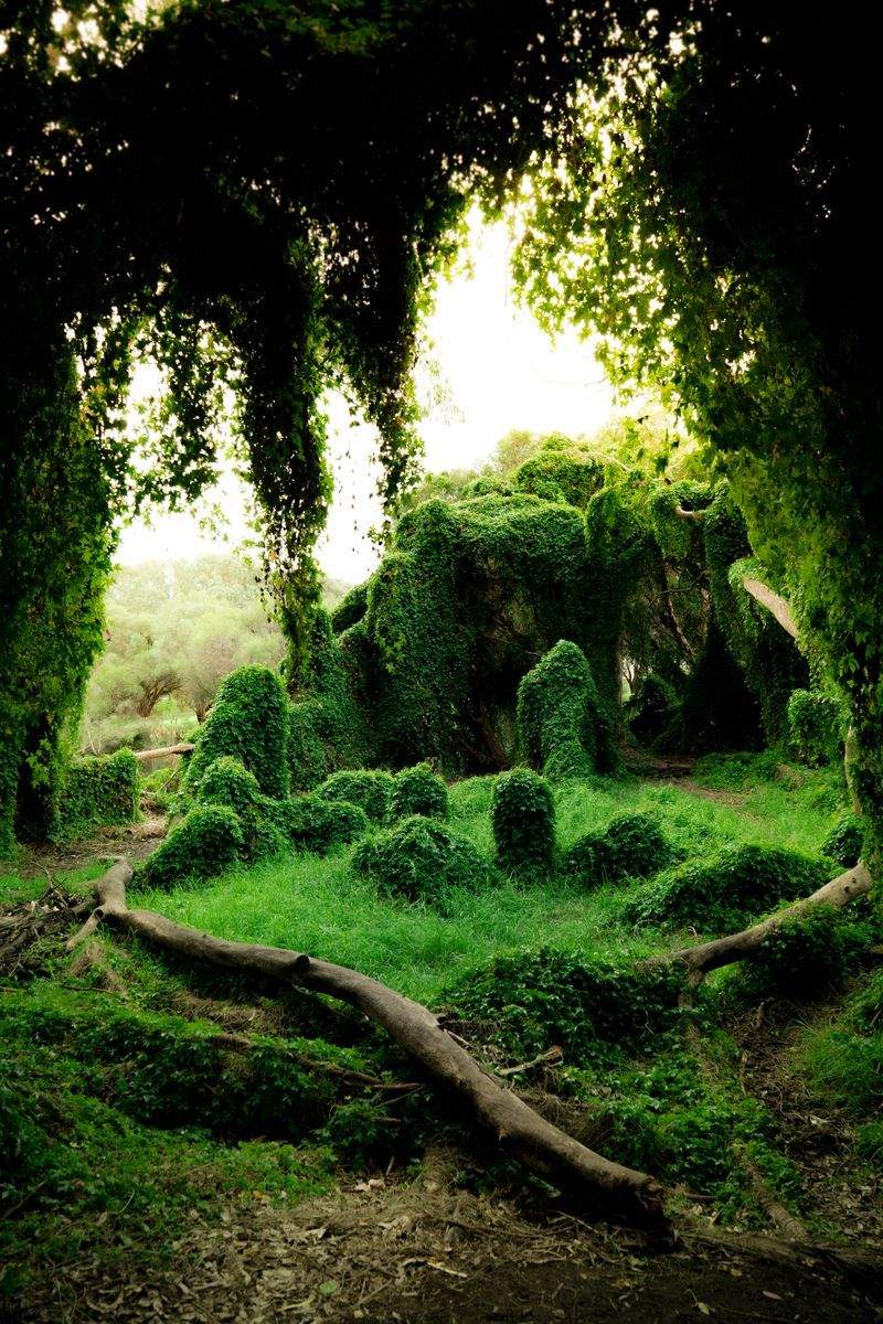 Designing a Garden That Feels Like Home